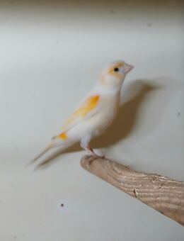 Kanarienvögel - Altlandsberg