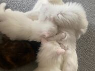 Katzenbabys suchen liebevolles Zuhause - Paderborn