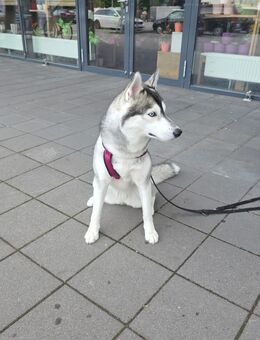 Zwei Jahre alt husky - Oldenburg
