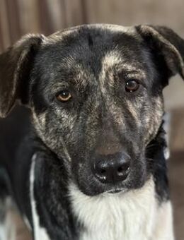 Kaiser, geb. ca. 12/2023, GRIECHENLAND - Markdorf