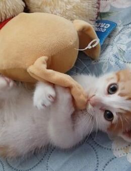 🌟Kitten Murphy sucht Freunde🐾 - Eislingen (Fils)