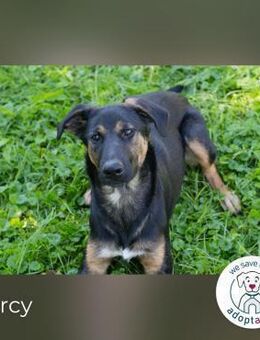 Darcy Sensible Seele auf der Suche - Kirchzell