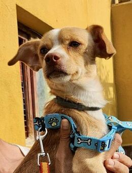 Reti, neugierig, lernwillig, freundlich - Westerholt