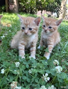 Kitten kleine Katzen Babykatze - Königsee-Rottenbach
