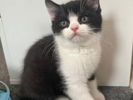 Schwarz-weißer Kater mit Kuschelfaktor sucht ein liebevolles Zuhause - Mönchengladbach
