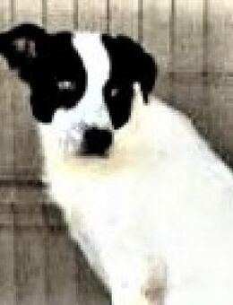 NOTFALL - PINNA - ihr ganzes Leben...... - Kempen