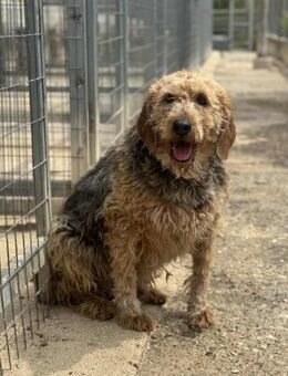 Malou Griffonmix Hündin 6,5 Jahre in GR - Reutlingen