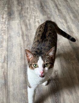 3 1/2 Jahre junge Hauskatze Nala - Bergisch Gladbach