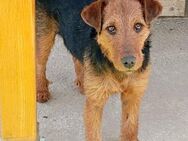 Airedale Terrier-Mix Hündin Heidi sucht - Großefehn