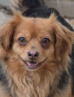 Felia - liebe, zarte, schüchterne Hündin - Lohmar