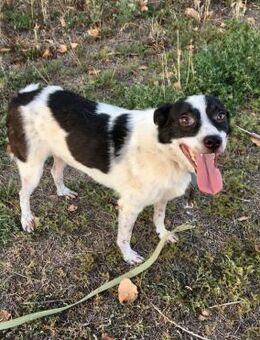 LUI - der Süße sucht schon so lange - Weiterstadt