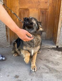 🌸Sanfte Hündin Nelly🌸 - Eislingen (Fils)