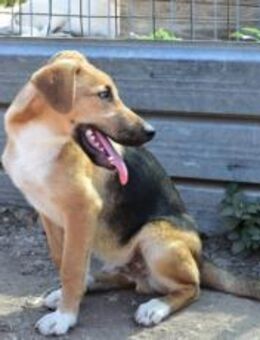 Schenkst du Mogli Geborgenheit? - München