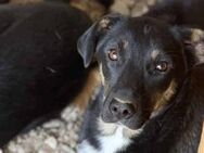 Stella ist so verkuschelt 🐾 - Elsdorf (Nordrhein-Westfalen)