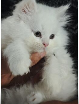 Ragdoll - Perse Baby Katze - Gladbeck