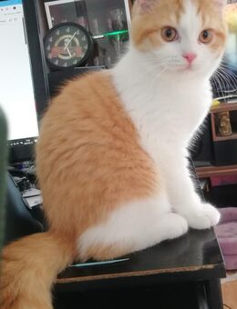 Abgabebereit BKH Kitten Rot Weiss Britisch Kurzhaar Babys Mädchen Jungen - Goslar