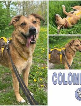 COLOMBO -verkuschelt & ruhig- - Duisburg