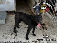 LUKY - schwarz steht mir am besten :-) - Waakirchen