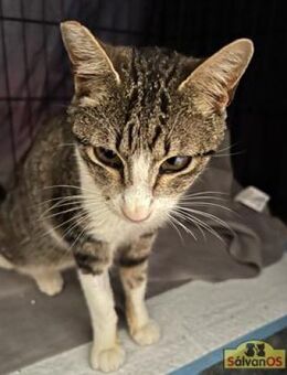 Kämpferin Asha sucht liebevolles Home - Bad Camberg