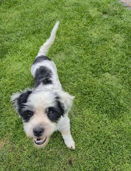 Süßer NICO sucht sein Zuhause - Neuberg