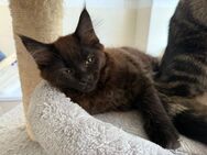 Maine Coon Mix Kitten - Magdeburg
