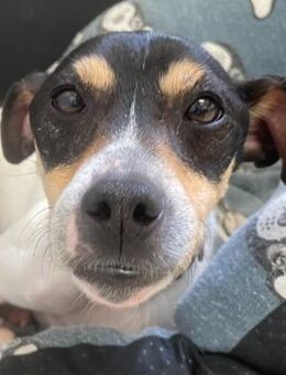 Menut ❤️prima mit Kindern und Katzen - Hamburg