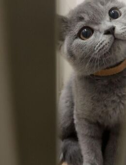 Bkh Kitten 1xmännlich - Remscheid