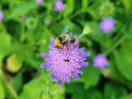 Wald- Witwenblume, Wald- Knautie (Knautia dipsacifolia) - Horgenzell