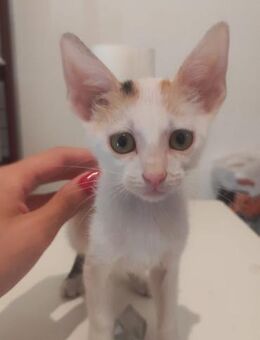 Laura aus dem Tierschutz - Grevenbroich