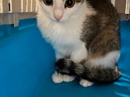 Katzen (10 moante) - Wetter (Ruhr)