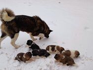 Reinrassige American Akita Welpen - Artern (Unstrut)