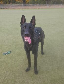 Harder X Rüde - Hoyerswerda