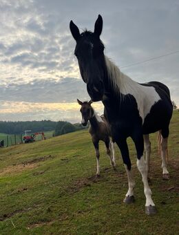 Paint Horse Stute mit Abstammung - Morsbach