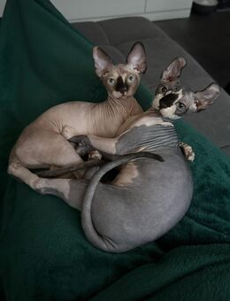 Sphynx Geschwisterpaar Junge & Mädchen - Castrop-Rauxel