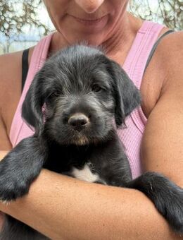 süße ROXY sucht Herzensmenschen 💞 - Völklingen