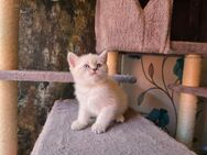 3 Reinrassige BKH bluepoint Kitten - Sonnenstein