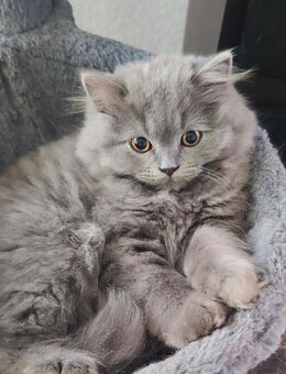 BKH BLH Britisch Kurzhaar Langhaar Katze Blau Reinrassig - Lenzkirch