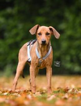 Familie für Arno gesucht - Neuss