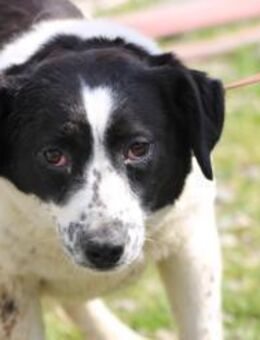 Vanily - goldige, zutrauliche Hündin - Lohra