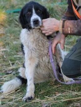 Marina - zutraulich u. kinderlieb - Lohra