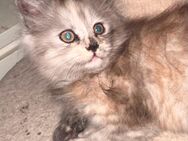 Süsses Maine Coon- Mädchen - Hagen (Bremischen)