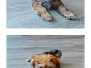 Malteser- Yorkshire Terrier-Welpe - Stephanskirchen
