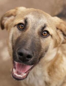 Lauser, geb. ca. 10/2023, Griechenland - Markdorf