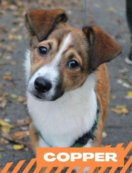 Copper - entzückender Junghund - Berlin