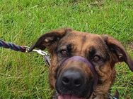Schäferhund-Labradormix Hündin sucht neues Zuhause - Langenhagen