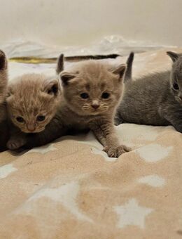 4 Britisch Kurzhaar Kitten ( reinrassig), suchen ein liebevolles zu Hause - Zeitz