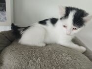 Kater sucht neues Zuhause - Satteldorf