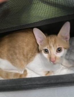 Kleine tapfere Katze Marley / ATAXIE - Karlsruhe