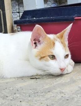 Verspielter Nikos sucht Zuhause - Bergkirchen