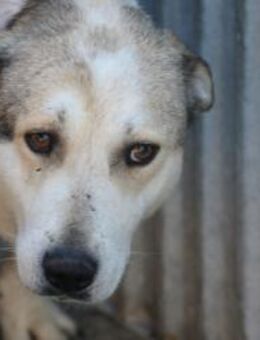 Rico - sehr sanft u. liebenswert - Lohra